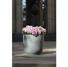 Grauer Pflanzkübel mit rosa Blumen
