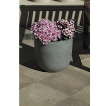 Grauer Blumentopf mit rosa und roten Chrysanthemen im Außenbereich.