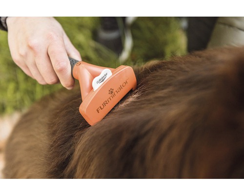 Eine Person bürstet mit einer Fellbürste das Fell eines Hundes.