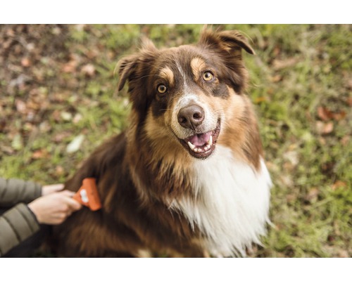 Brauner Hund wird mit einer Bürste gebürstet