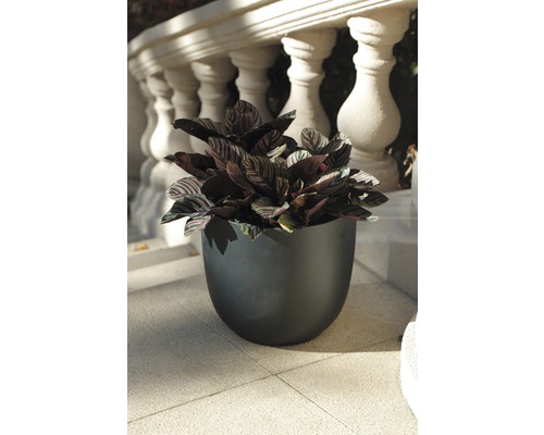 Zimmerpflanze in einem Pflanzgefäß vor einem Geländer