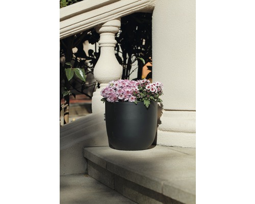 Schwarzer Blumentopf mit lila Chrysanthemen auf einer Steintreppe