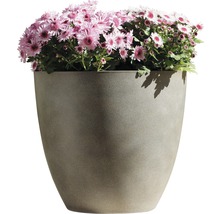 Blumentopf mit rosa Chrysanthemen