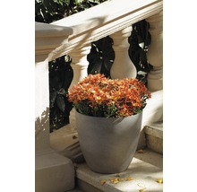 Blumentopf mit Chrysanthemen auf einer Treppe
