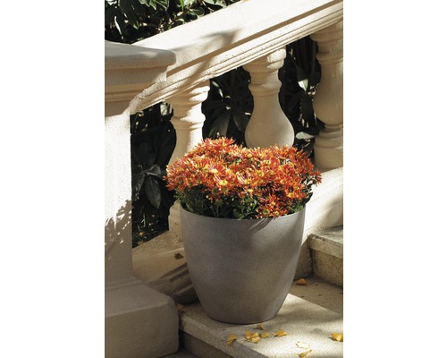Blumentopf mit Chrysanthemen auf einer Treppe
