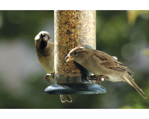 Zwei Spatzen an einem Vogelhaus mit Futter