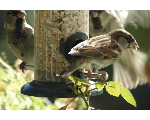 Sperlinge an einem befüllten Vogelfutterspender