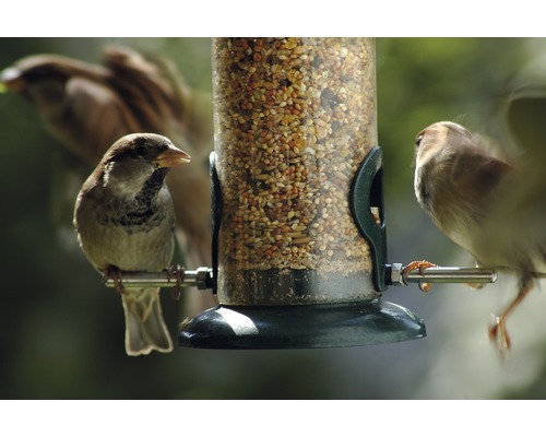 Sperlinge an einem mit Vogelfutter gefüllten Futterspender