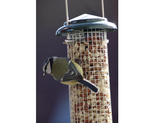 Blaumeise an einem mit Nüssen gefüllten Vogelfutterspender.