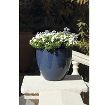 Blauer Pflanztopf mit weißen und violetten Blüten auf einer Mauer