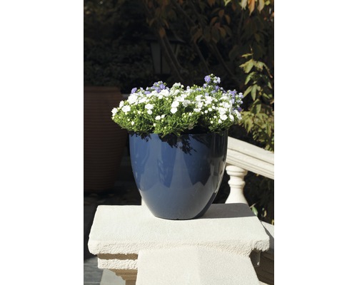 Blauer Pflanztopf mit weißen und violetten Blüten auf einer Mauer
