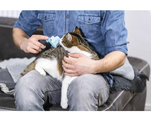 Mann bürstet Katze mit Tierhaarbürste auf dem Schoß