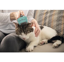 Katze wird mit Fellbürste gebürstet