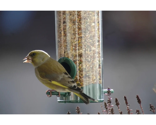 Grünfink an einem Vogelfutterspender mit Futtermischung