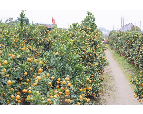 Reihe von Mandarinenbäumen auf einem Feld