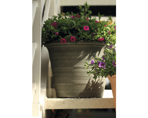 Blumentopf mit lila Blüten auf einer Treppe