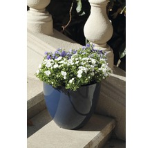Blumen in einem Topf auf einer Steintreppe