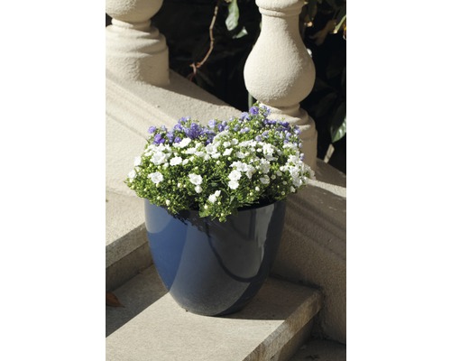 Blumen in einem Topf auf einer Steintreppe