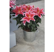 Lilien in einem Metalleimer