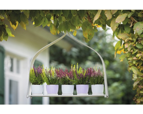 Hängendes Regal mit Heidekraut in Töpfen