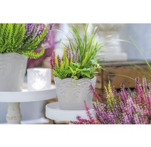 Arrangement aus Heidekraut und Ziergräsern in einem weißen Pflanztopf