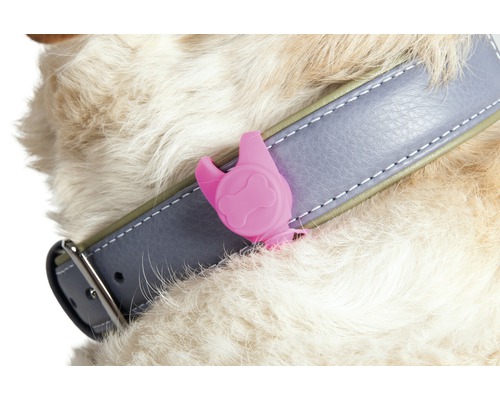 Hund mit Halsband und Zeckenentferner