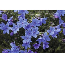 Steinsame FloraSelf Lithodora diffusa 'Heavenly Blue' Co 1,5 L-thumb-4