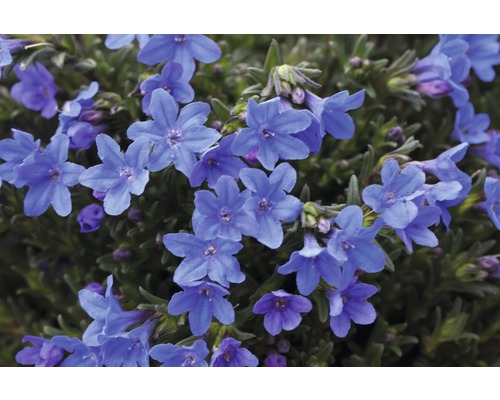 Blüten der Blaukissen Pflanze