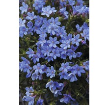 Steinsame FloraSelf Lithodora diffusa 'Heavenly Blue' Co 1,5 L-thumb-1