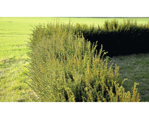 Eibe FloraSelf Taxus baccata H 80-100 cm im ClickCo