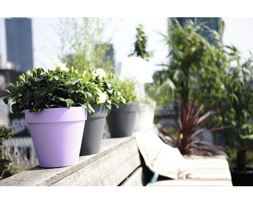 Blumen und Pflanzen in Töpfen auf einer Terrasse