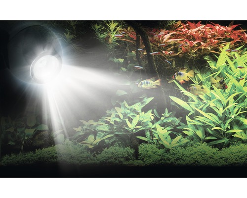 Aquariumbeleuchtung mit Fischen und Pflanzen im Aquarium