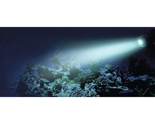 Aquarium mit Korallen beleuchtet durch eine Aquariumleuchte