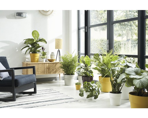 Helles Wohnzimmer mit Zimmerpflanzen, Sessel und Kommode