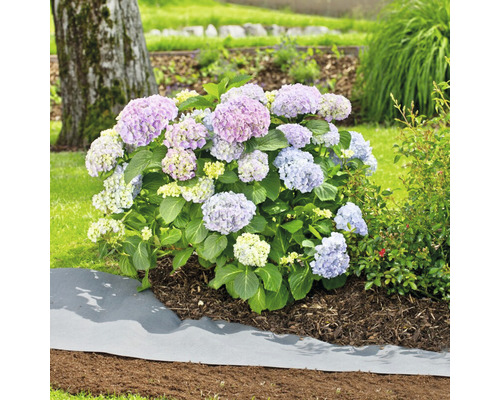 Blühende Hortensie im Gartenbeet