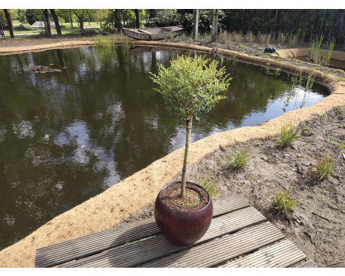 Kugel-Liguster Stämmchen FloraSelf Ligustrum delavayanum Stammhöhe 50 cm Co 3 L Landschaftsszene mit Teich, Uferbefestigung und einem Baum im Topf auf einer Holzterrasse