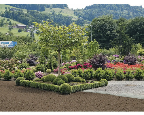Üppiger Garten mit verschiedenen Pflanzen, Sträuchern und Bäumen vor einer grünen Hügellandschaft.