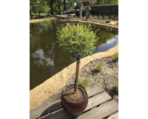 Buchsbaumkugel im Topf auf einer Holzterrasse, im Hintergrund ein Teich