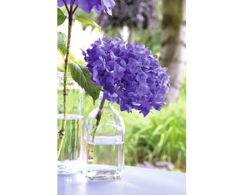 Nahaufnahme von blauen Hortensien in Glasvasen