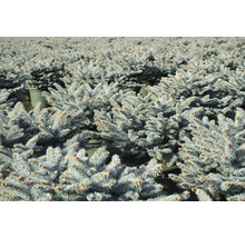 Blaue Stechfichte Picea pungens 'Glauca Globosa' H 30-40 cm Co 6 L