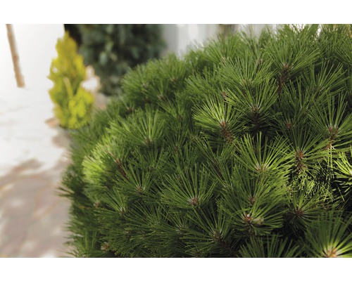 Detailaufnahme einer Zwergkiefer im Garten.