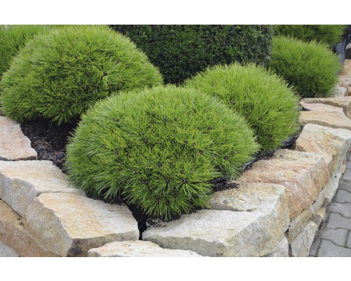 Mehrere Zwergkiefern in einem Steingarten.