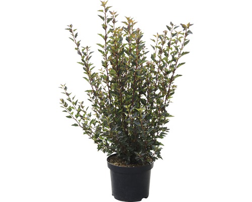 Pfeifenstrauch im Topf