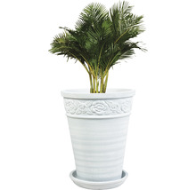 Areca-Palme in einem Blumentopf mit Rosenmuster