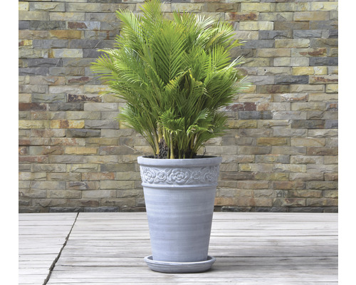 Zimmerpflanze mit Topf und Untersetzer vor einer Steinwand