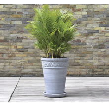 Grüne Zimmerpflanze in einem Blumentopf mit Untersetzer