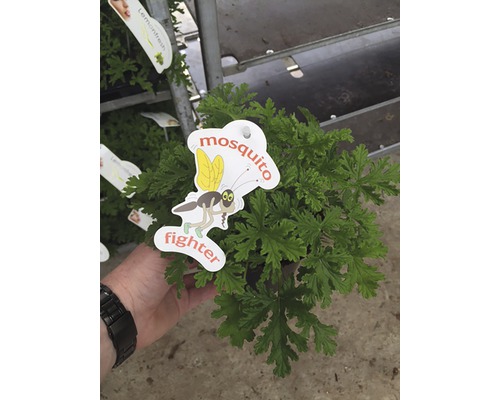 Moskitoschreckpflanze im Topf mit Etikett