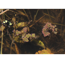 Großer Algenfarn - Azolla filiculoides Port.