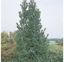Stechpalme FloraSelf Ilex meserveae 'Heckenstar' H 100-125 cm Co 15 L