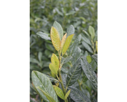 Nahaufnahme einer Lorbeerkirsche mit Blättern